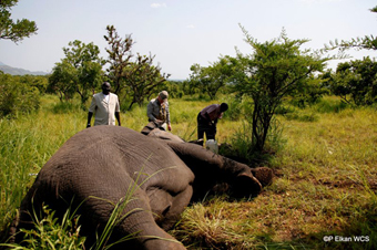 Elephant Adult Site